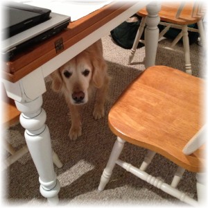 Sachi, peering from under table